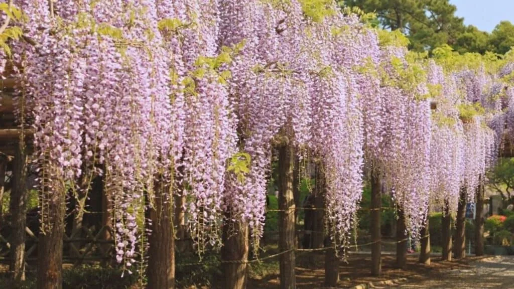 28 Best Wisteria spots Kasukabe City