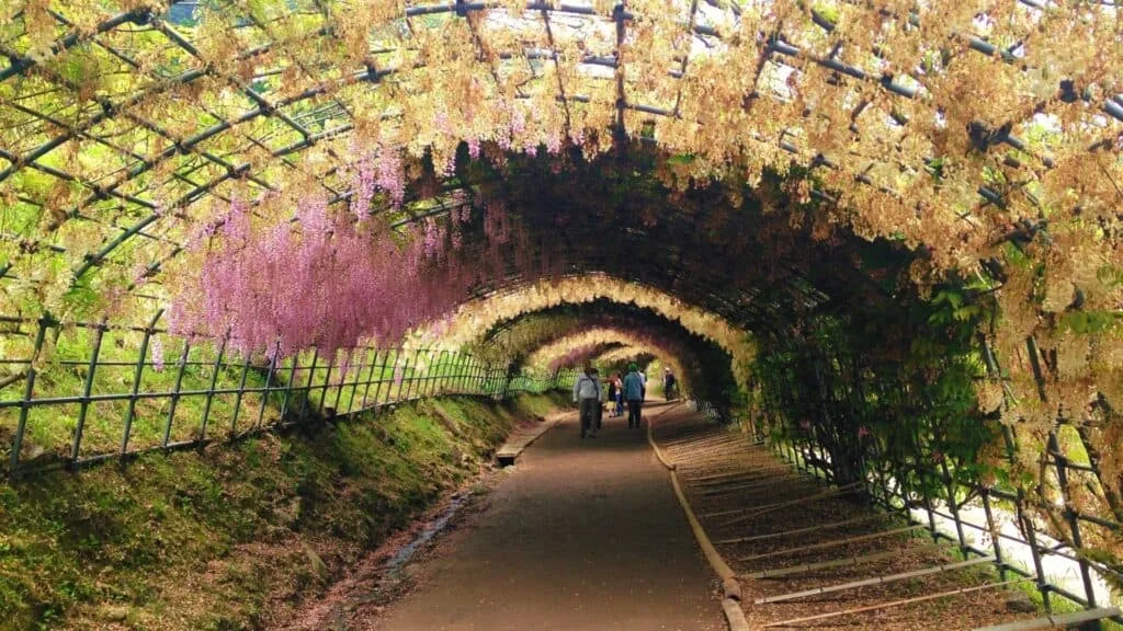 28 Best Wisteria spots Kawachi Wisteria