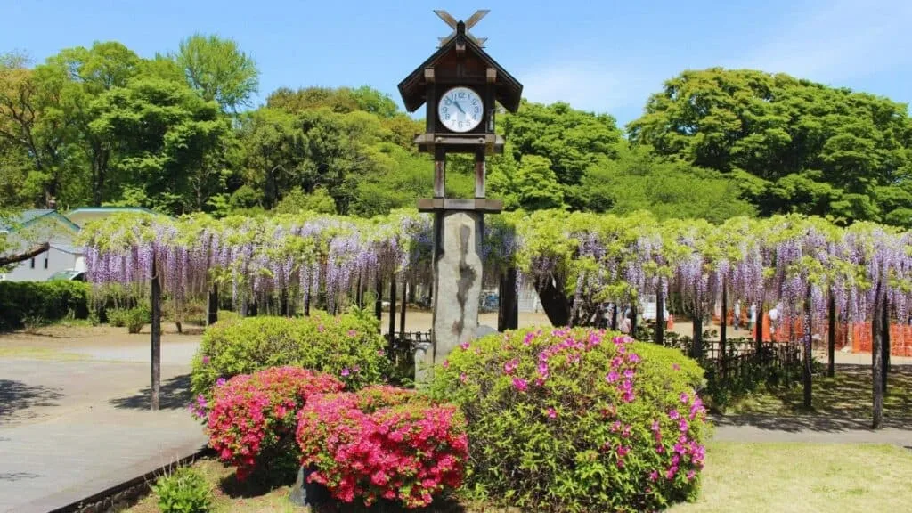 28 Best Wisteria spots Kazo City