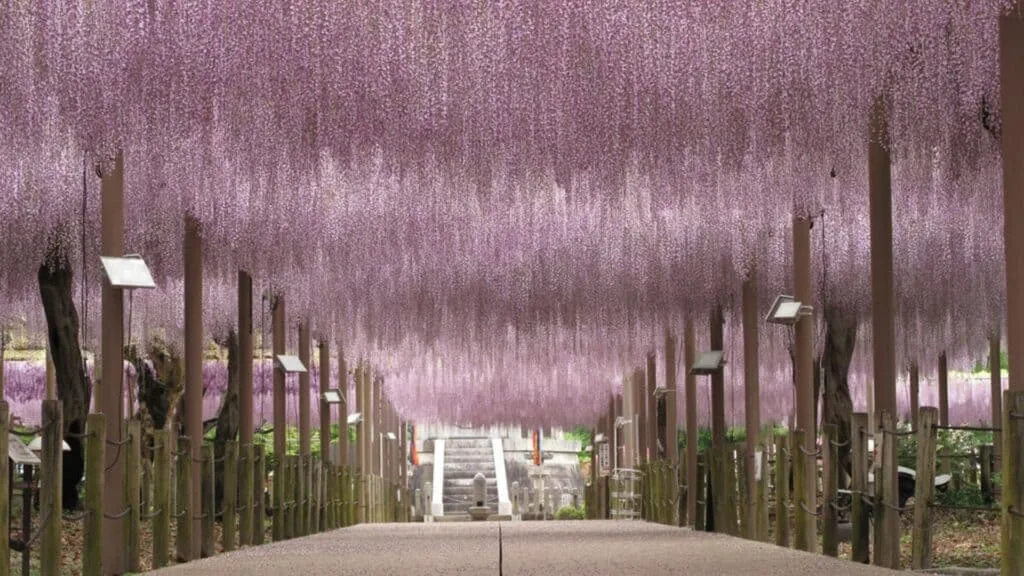 28 Best Wisteria spots Konan City