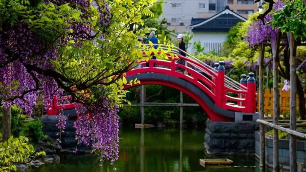28 Best Wisteria spots Koto Ward