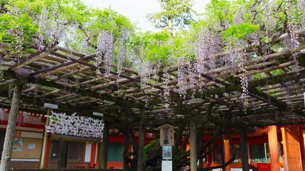 28 Best Wisteria spots Kusatsu City