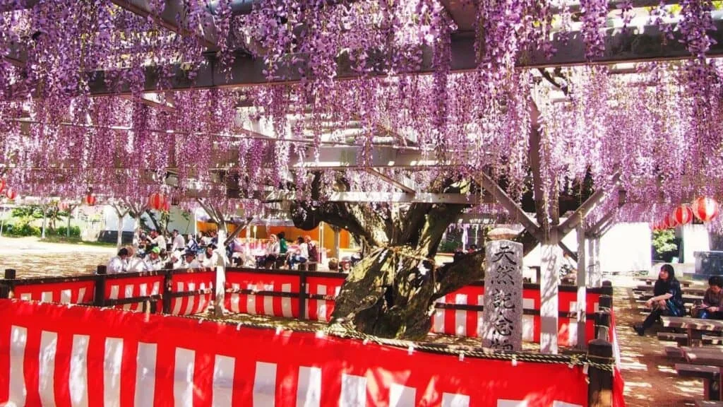 28 Best Wisteria spots Ogori City