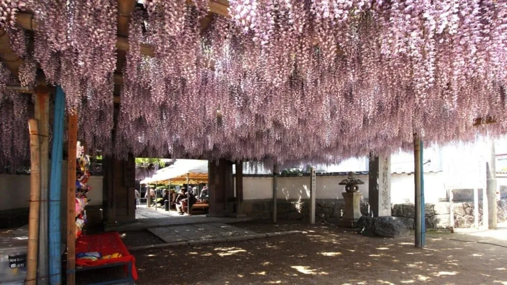 28 Best Wisteria spots Saijo City