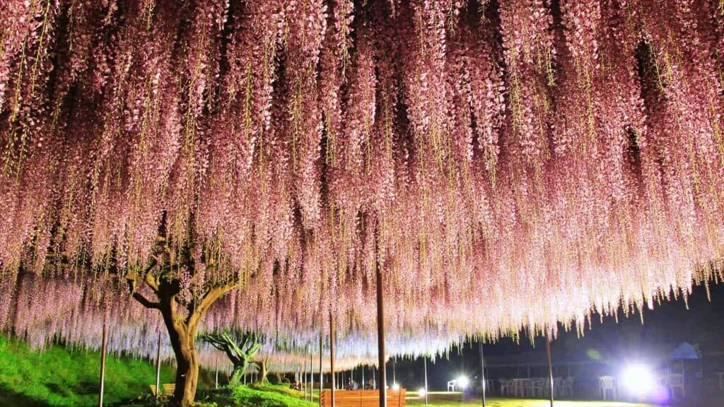 28 Best Wisteria spots Tamba City