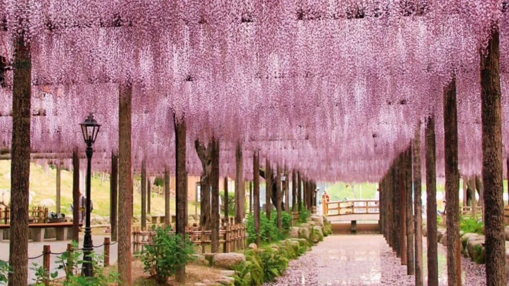 28 Best Wisteria spots Tsushima City