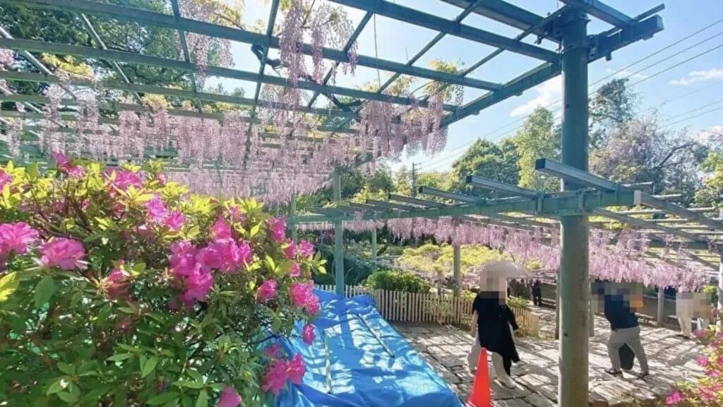 28 Best wisteria spots Achi Shrine