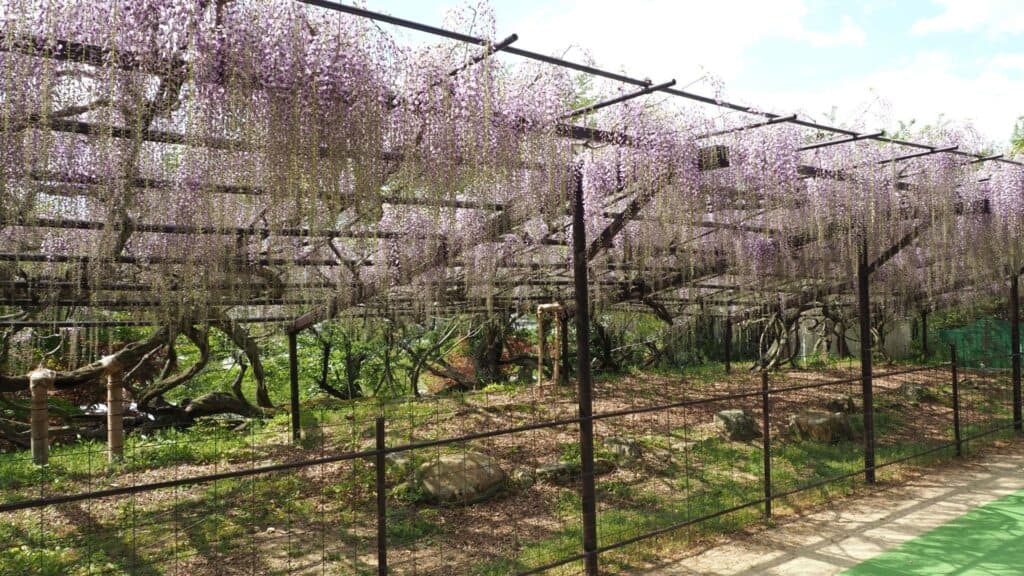 28 Best wisteria spots Hino Town, Shohoji