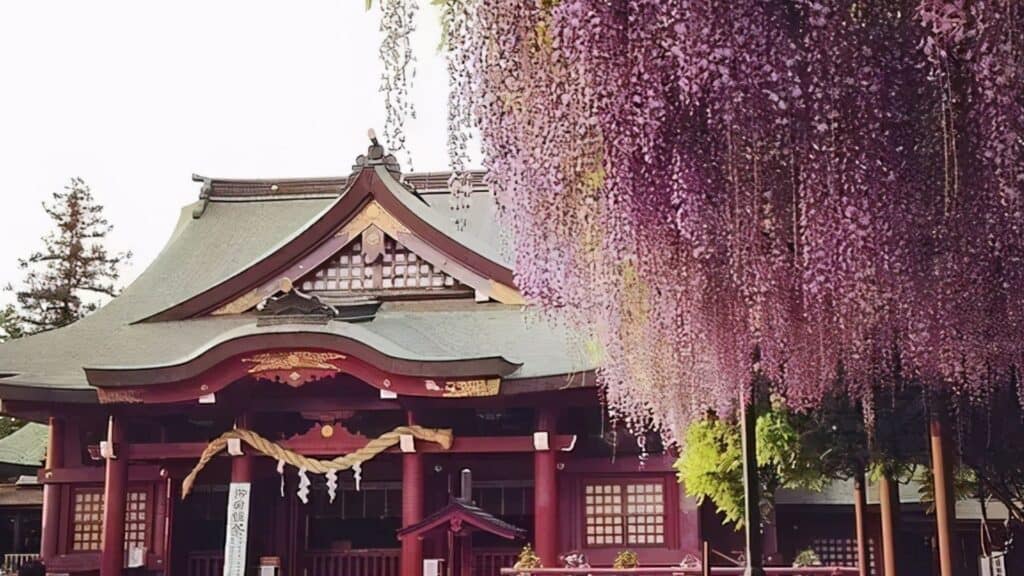 28 Best wisteria spots Kasama Inari Shrine