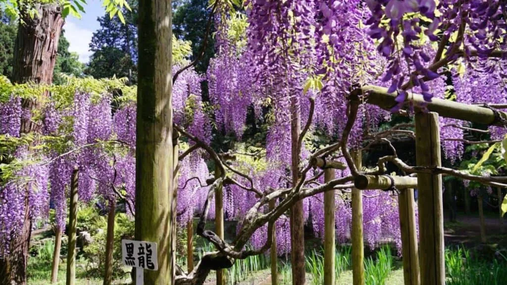 28 Best wisteria spots Nara City