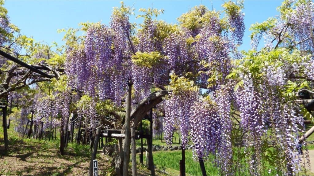 28 Best wisteria spots Yokosuka City