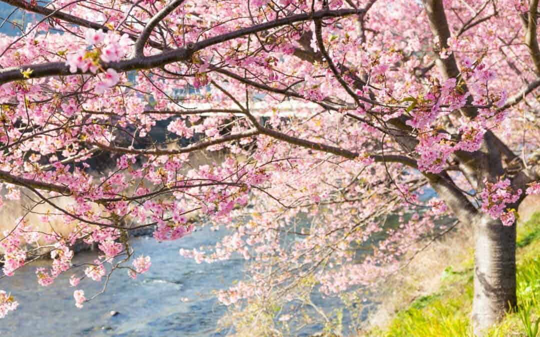 30 Best Cherry Blossom Festivals in Japan | Sakura events to enjoy hanami