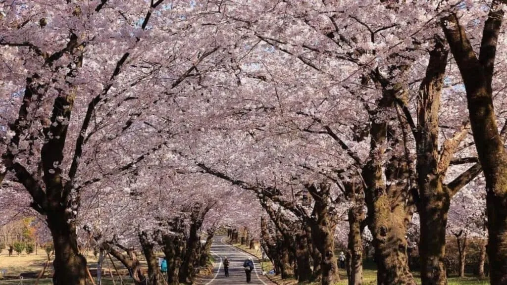 30 cherry blossom viewing events Akagi South Senbonzakura Festival