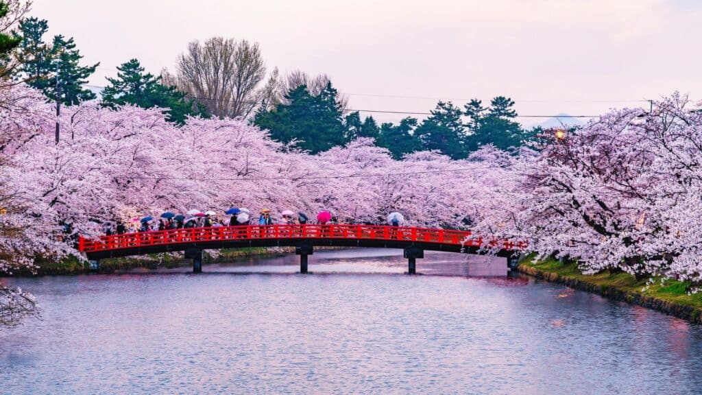 30 cherry blossom viewing events Hirosaki Cherry Blossom Festival