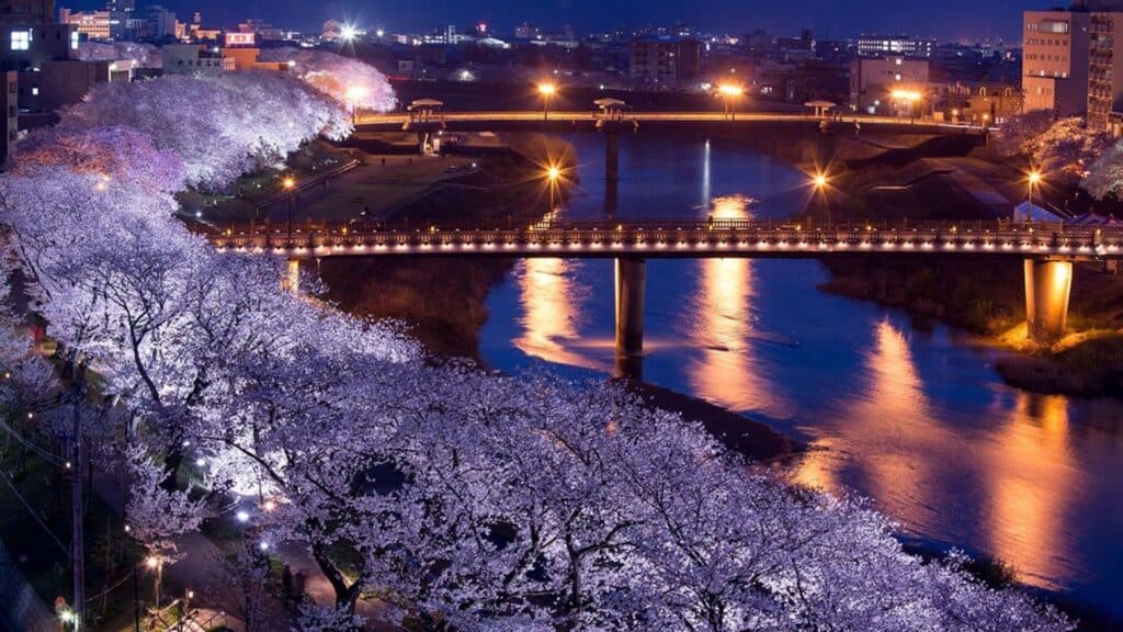 30 cherry blossom viewing events Illumination of cherry blossoms, corridor of lights
