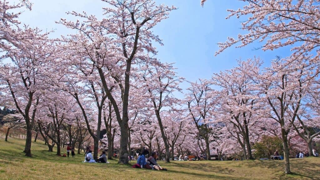 30 cherry blossom viewing events Izukogen Cherry Blossom Festival