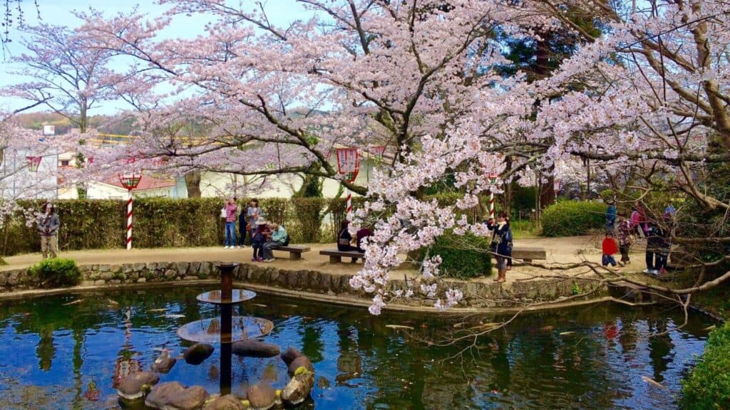 30 cherry blossom viewing events Kurayoshi Spring Festival-Haruka Town Kurayoshi