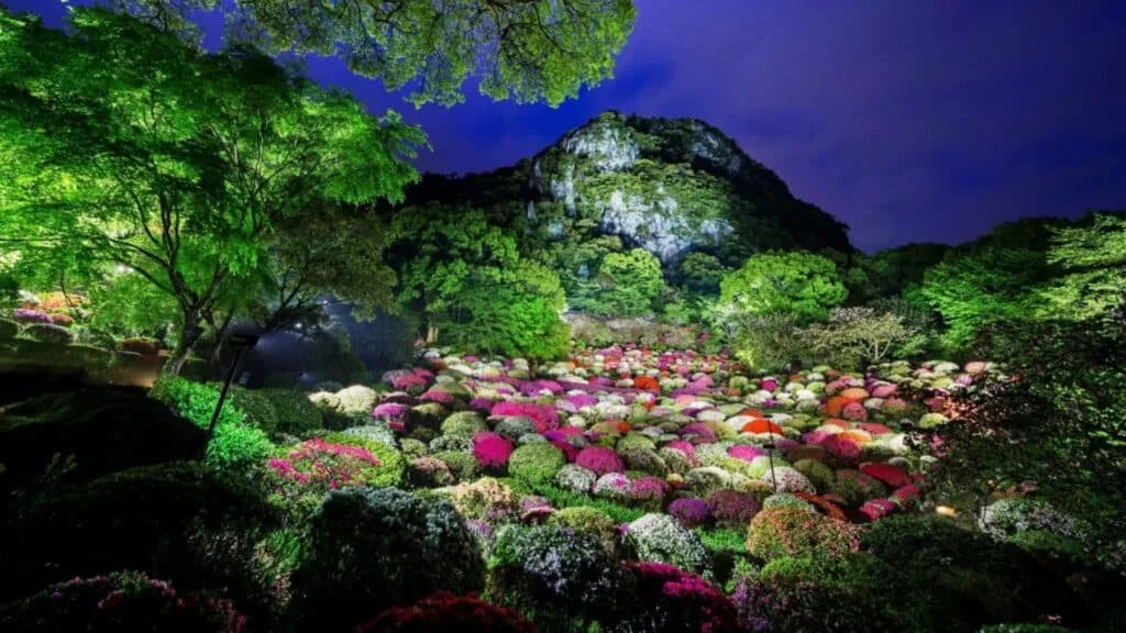 30 cherry blossom viewing events Mifuneyama Rakuen Flower Festival