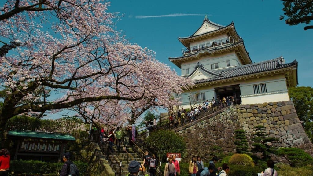 30 cherry blossom viewing events Odawara Sakura Festival