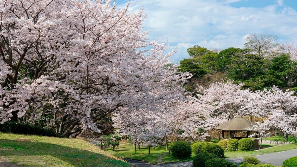 30 cherry blossom viewing events Tokiwa Park Sakura Festival 2018