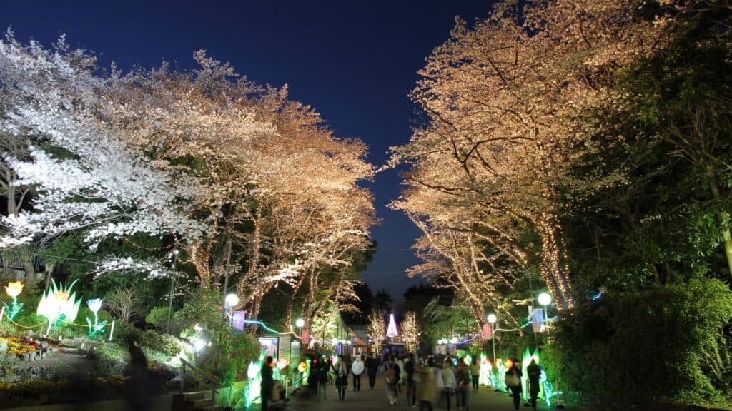 30 cherry blossom viewing events Toshimaen Sakura Festival