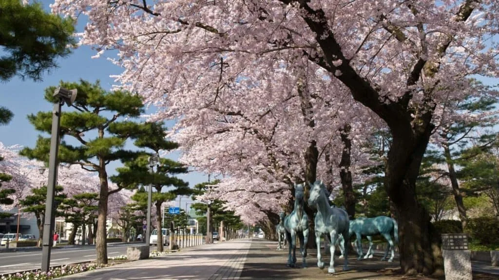30 cherry blossom viewing events Towada City Spring Festival