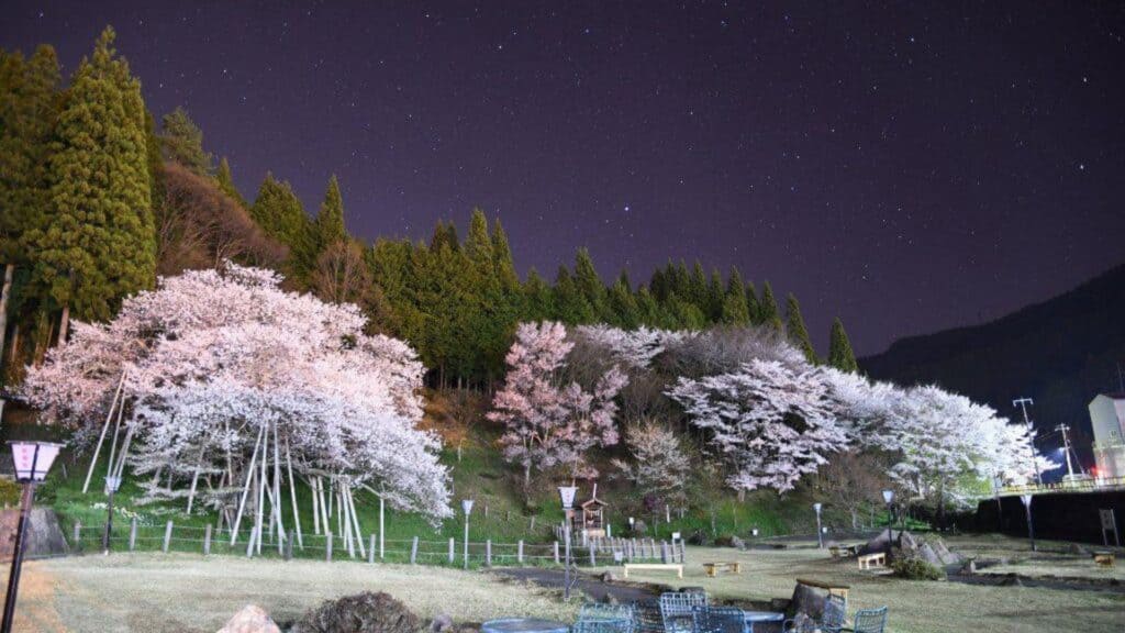 30 cherry blossom viewing events Wolong Sakura _ Sakura Festival
