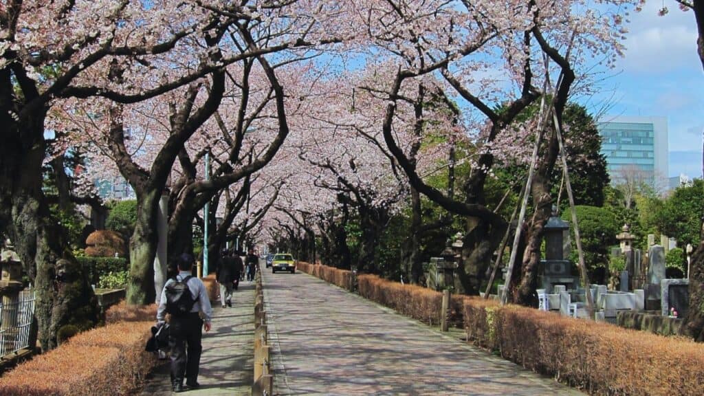 43 beautiful cherry blossom spots Aoyama Cemetery