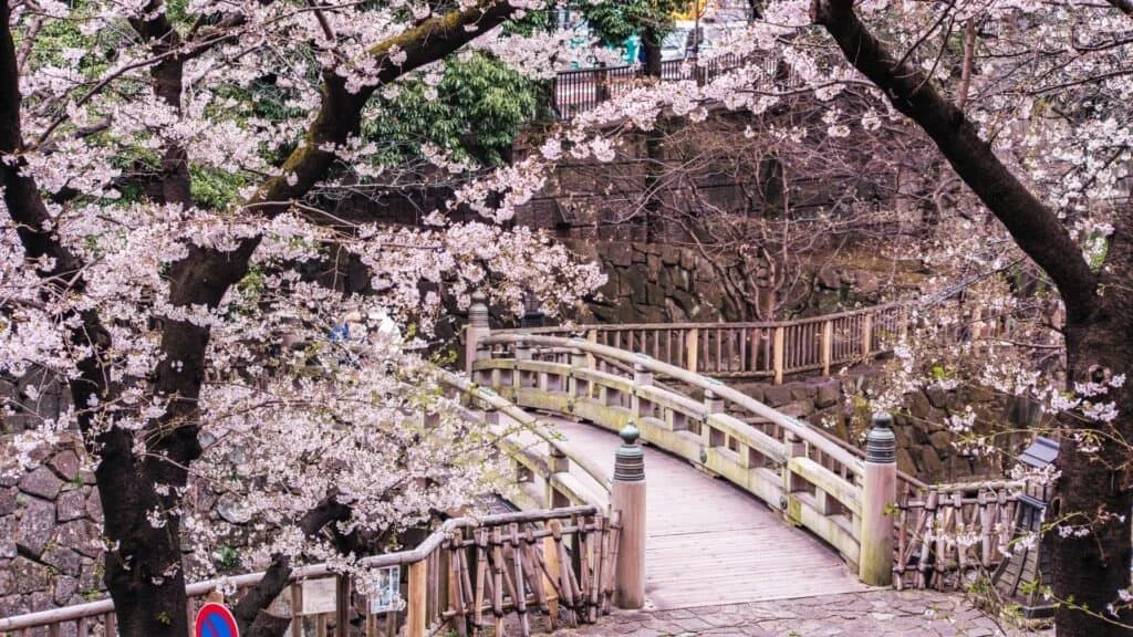 43 beautiful cherry blossom spots Asukayama Park