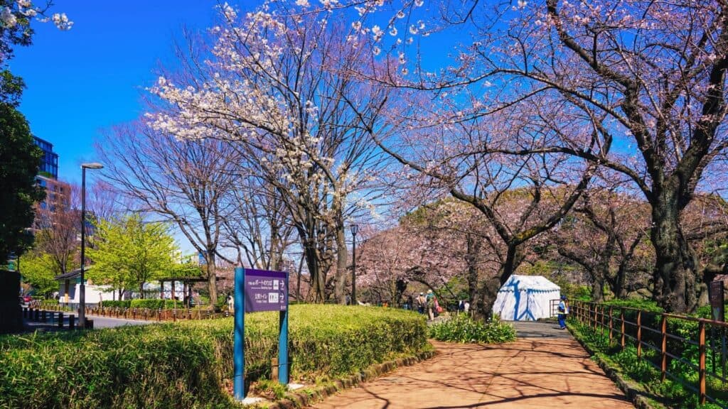 43 beautiful cherry blossom spots Chidorigafuchi Green Road