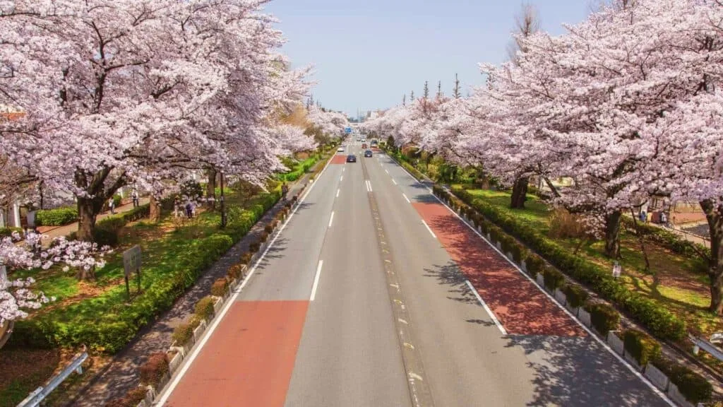 43 beautiful cherry blossom spots Daigaku Dori