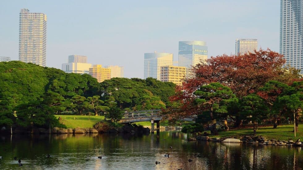 Where To See Cherry Blossoms In Tokyo 2024: 43 Best Hanami Spots