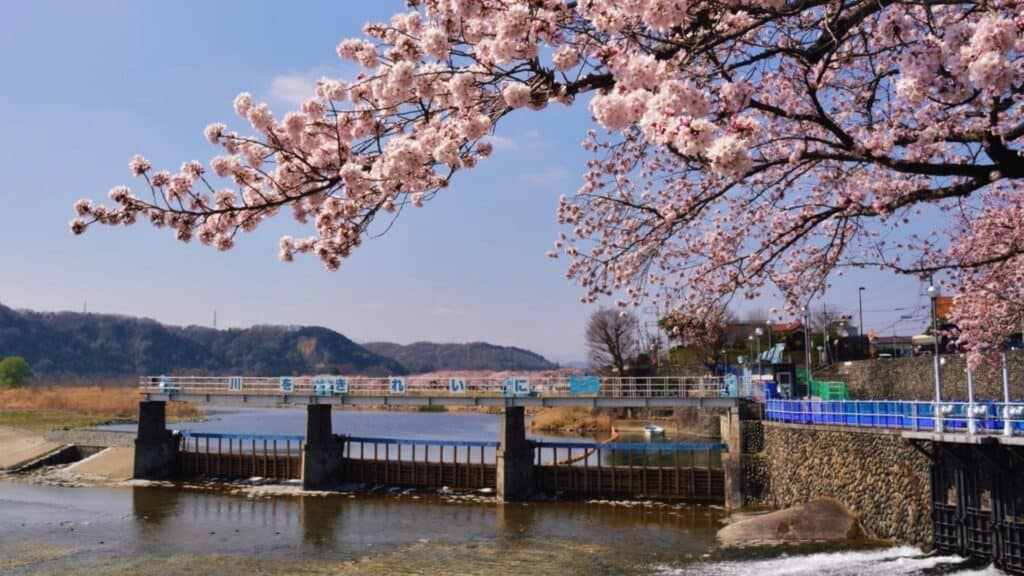 43 beautiful cherry blossom spots Hamura Weir Cherry Blossoms
