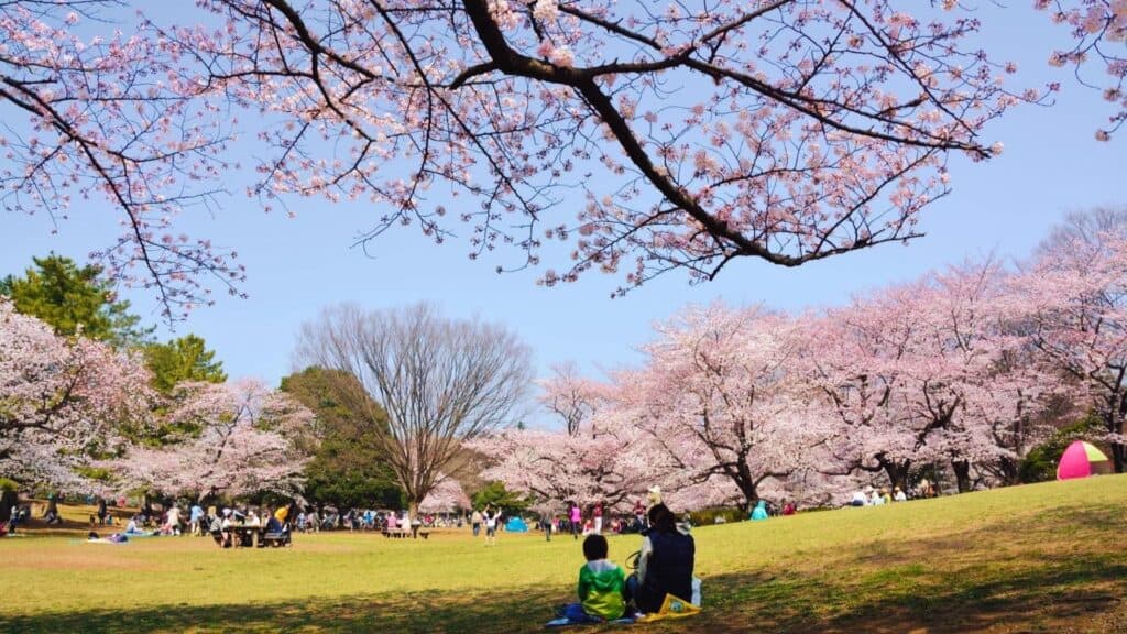 43 beautiful cherry blossom spots Hikarigaoka Park