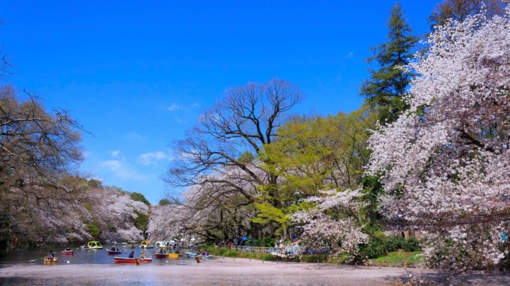 43 beautiful cherry blossom spots Inokashira Park