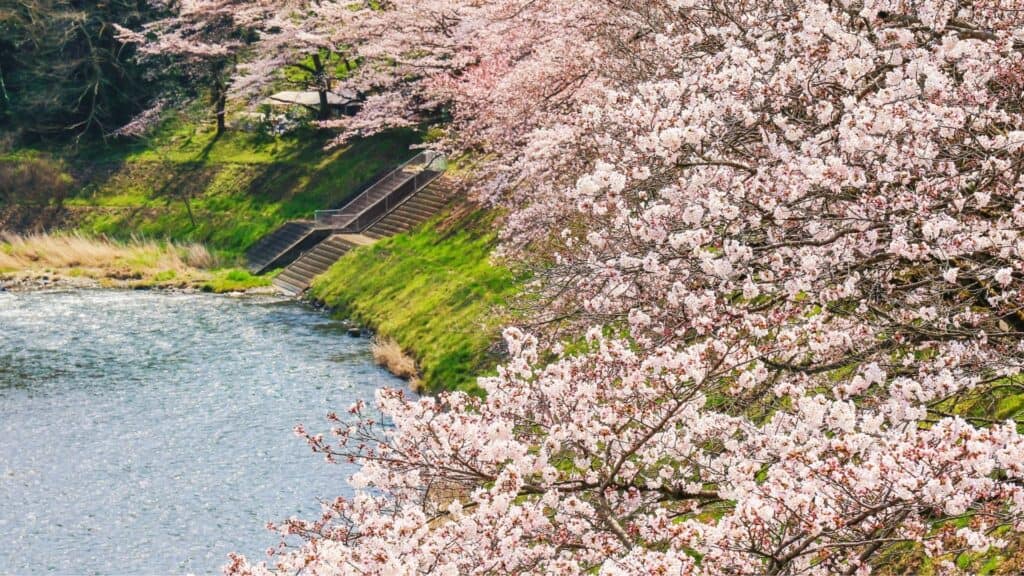 43 beautiful cherry blossom spots Kamanofuchi Park