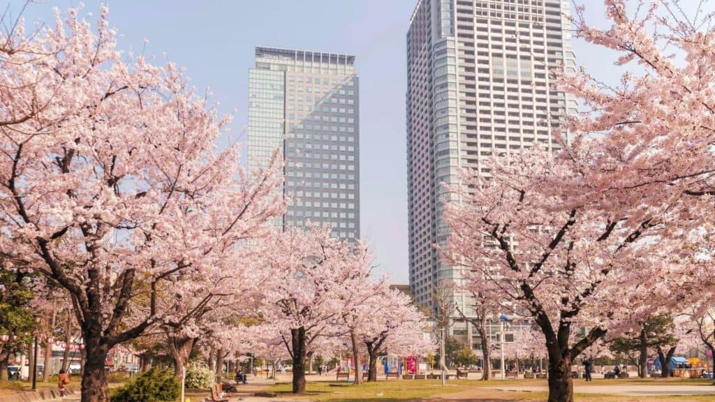43 beautiful cherry blossom spots Kinshi Park