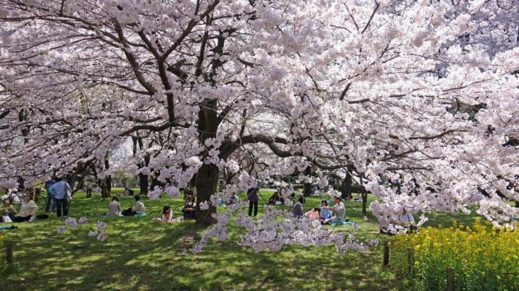 43 beautiful cherry blossom spots Koganei Park