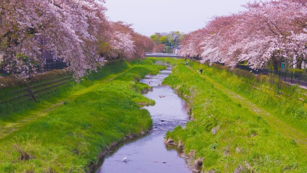 43 beautiful cherry blossom spots Metropolitan Nogawa Park