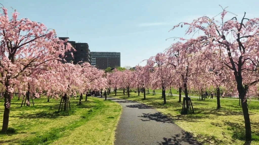 43 beautiful cherry blossom spots Metropolitan Ogunohara Park