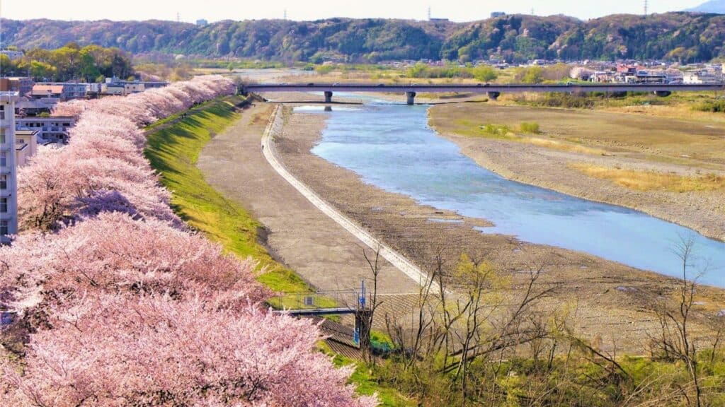 43 beautiful cherry blossom spots Mutsumibashi