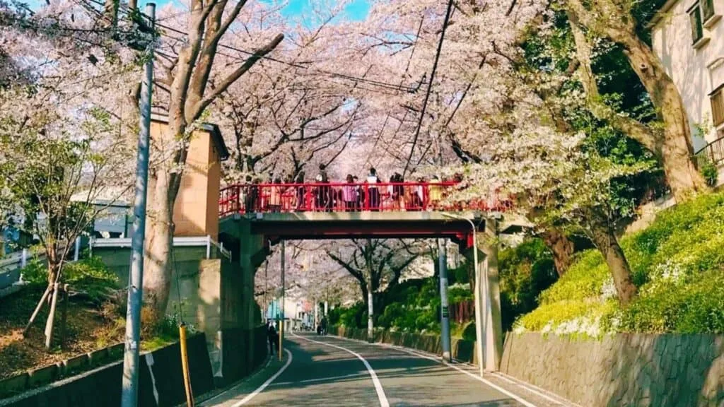 43 beautiful cherry blossom spots Sakurazaka