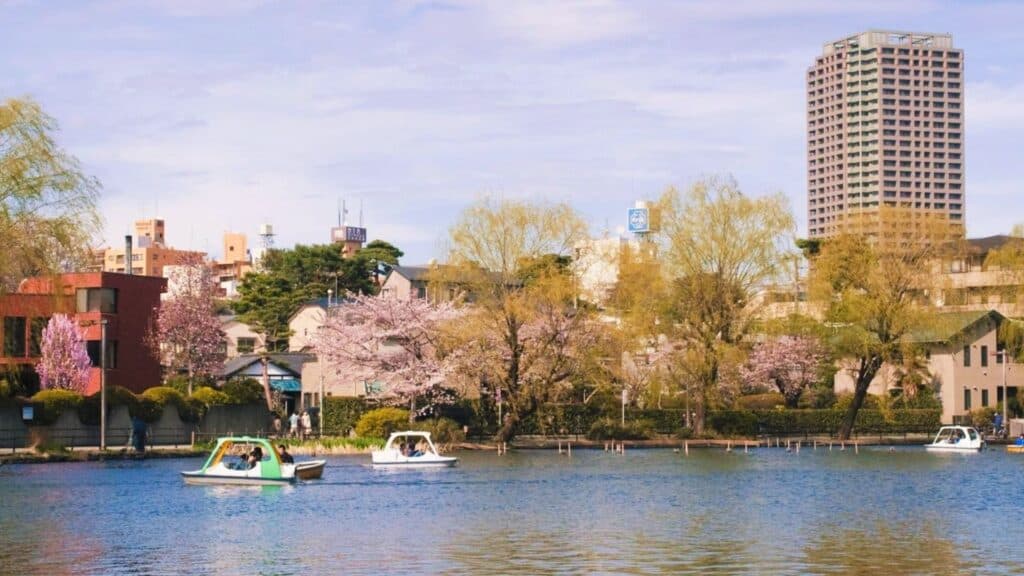 43 beautiful cherry blossom spots Shakujii Park
