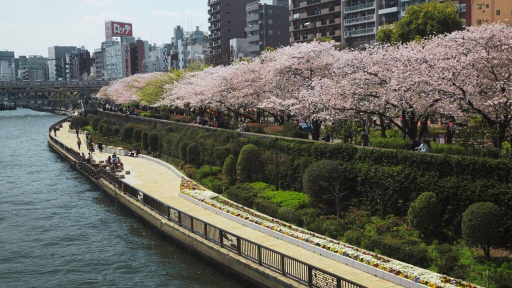 43 beautiful cherry blossom spots Sumida Park
