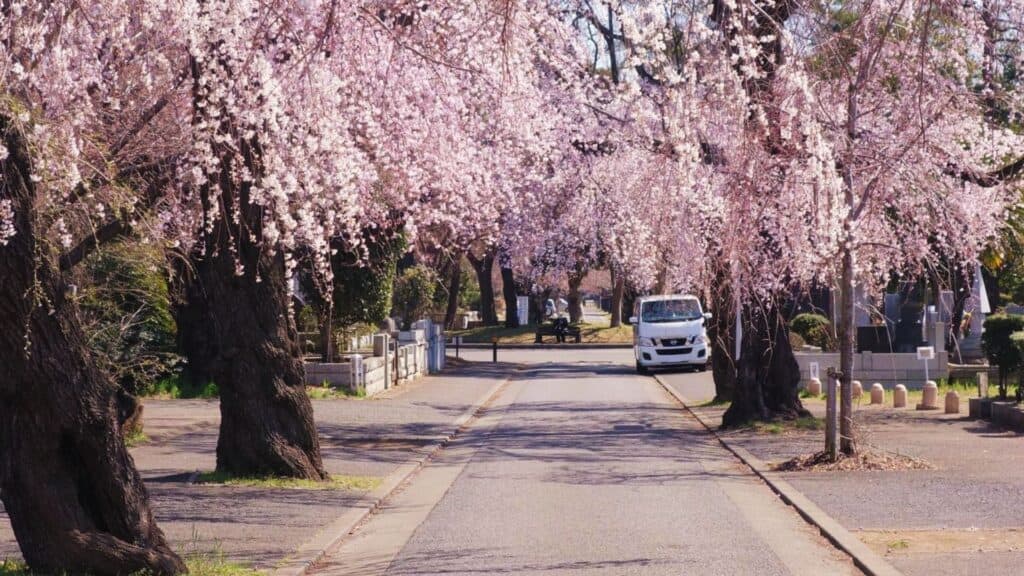 43 beautiful cherry blossom spots Tama Cemetery