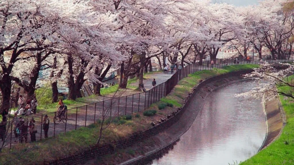 43 beautiful cherry blossom spots Tamagawa Aqueduct