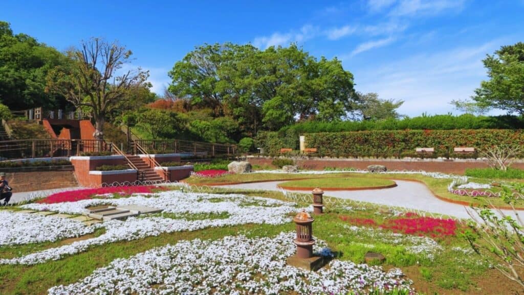 43 beautiful cherry blossom spots Tamagawadai Park