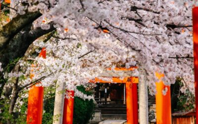Where to see cherry blossoms in Tokyo 2021: 43 best hanami spots in Tokyo