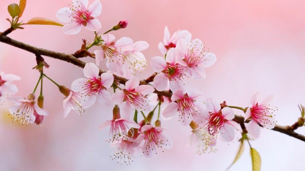 7 Best Hidden Cherry Blossom Spots in Tokyo 2022 & Avoid the crowd 7 Best Hidden Cherry Blossom Spots in Tokyo 2022 & Avoid the crowd