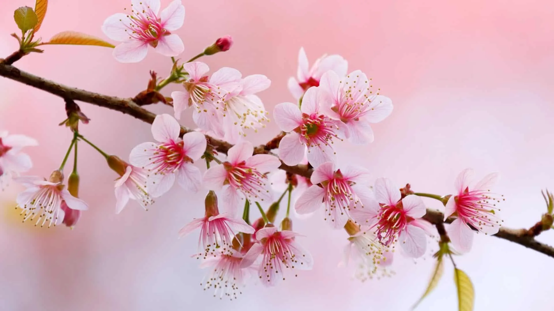7 Best Hidden Cherry Blossom Spots in Tokyo 2022 & Avoid the crowd